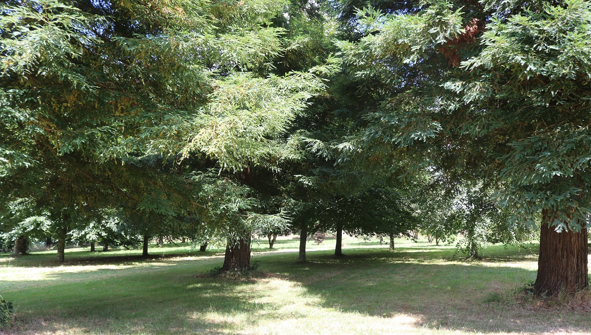 Séquoias sempervirens